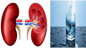 কিডনির জন্য কতটুকু পানি প্রয়োজন?