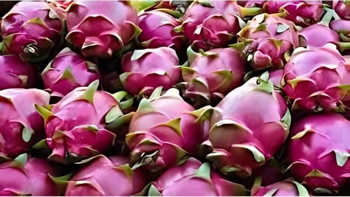 ড্রাগন ফলের দামে ধস, বাজারে ক্রেতার ভিড়