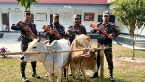 বিজিবির অভিযানে ভারতীয় গরু ও গাঁজা জব্দ