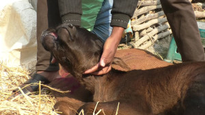 নওগাঁয় দুই মাথার বাছুর দেখতে মানুষের ভিড়