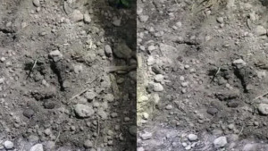 লালমনিরহাটে চিতাবাঘ নিয়ে ব্যাপক আতঙ্ক