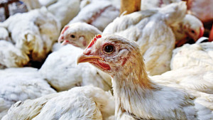 ব্রয়লারের দামে স্বস্তি এলেও শীতের সবজিতে উত্তাপ