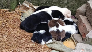 মা কুকুরকে বিষ প্রয়োগে হত্যা, অনাহারে মৃতপ্রায় ৭ ছানা