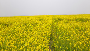 হলুদে জ্বলছে মাঠ, সরিষা চাষে নতুন রেকর্ডের পথে সিরাজগঞ্জ