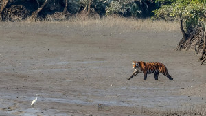 আজ শরণখোলা মুক্ত দিবস