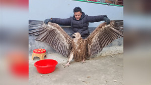 সিরাজগঞ্জে উদ্ধার হলো বিরল হিমালয় গৃধিনী শকুন