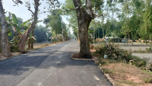 সড়কে গাছ রেখেই চলছে কার্পেটিং, দুর্ঘটনার আশঙ্কা