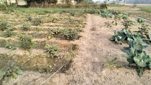 জয়পুরহাটে ১০০ বিঘা জমিতে সেচ বন্ধ, ফসলের মারাত্মক ক্ষতি