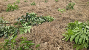 রাতের আঁধারে কৃষকের ৬ শতাধিক আমগাছ কেটে ফেলল দুর্বৃত্তরা