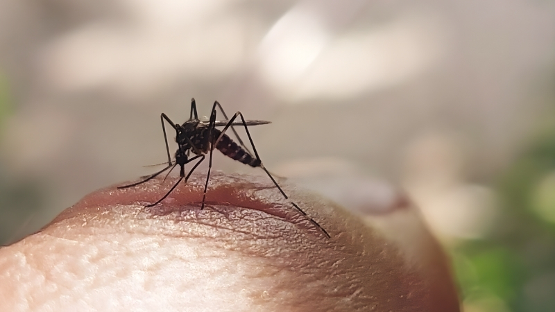 ডেঙ্গুতে আরও ৫ মৃত্যু, হাসপাতালে ৩৮৭