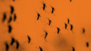 গ্রামে ছড়াচ্ছে ডেঙ্গু, বাড়ছে আতঙ্ক