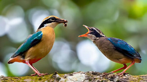 পাখির ডাক, মানুষের কথা এক অদ্ভুত পার্থক্য আর আইনস্টাইনের প্রথম বাক্যের গল্প