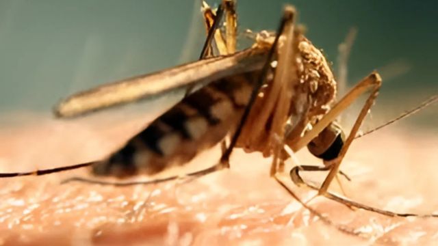 চিকুনগুনিয়ার ব্যথায় করণীয় কী?