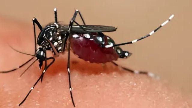 চট্টগ্রামে ডেঙ্গুতে বিপর্যস্ত জনজীবন, নিয়ন্ত্রণহীন মশার বিস্তার