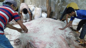 চামড়া সংরক্ষণে ব্যর্থ ২০ কোটি টাকার গছানো লবণ