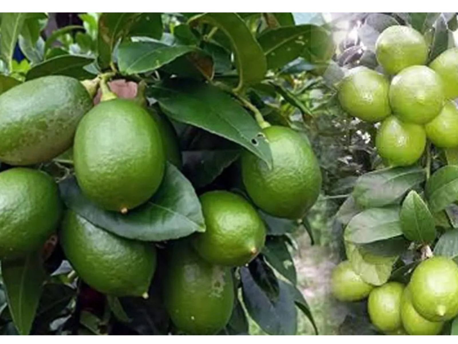 রপ্তানিমুখী লেবু চাষে বাংলাদেশের নতুন সম্ভাবনা