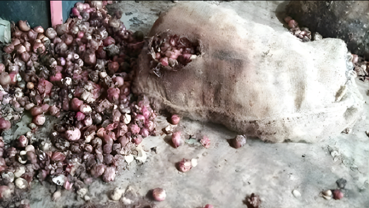 রপ্তানি বন্ধ, বাংলাদেশ সীমান্তে পচছে ৩০ হাজার টন ভারতীয় পেঁয়াজ