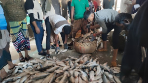 এক টানে জালে উঠল ২০০ মণ ইলিশ