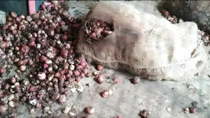 রপ্তানি বন্ধ, বাংলাদেশ সীমান্তে পচছে ৩০ হাজার টন ভারতীয় পেঁয়াজ