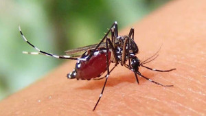 ডেঙ্গুতে একদিনেই ১০ জনের মৃত্যু