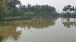 চাঁদা না পেয়ে কর্মচারীদের বেঁধে চিংড়ি লুট