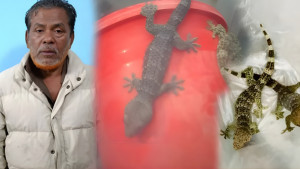 চুয়াডাঙ্গায় র‍্যাবের অভিযানে তিন তক্ষকসহ পাচারকারী আটক