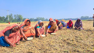 চলনবিলে বিনা হালে রসুন আবাদে ব্যস্ত কৃষকরা