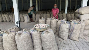 হতাশার ফসলে পরিণত আলু