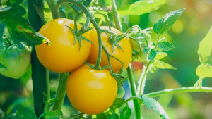 টমেটো আর লাল নয়, মিলবে হলুদ রঙে!