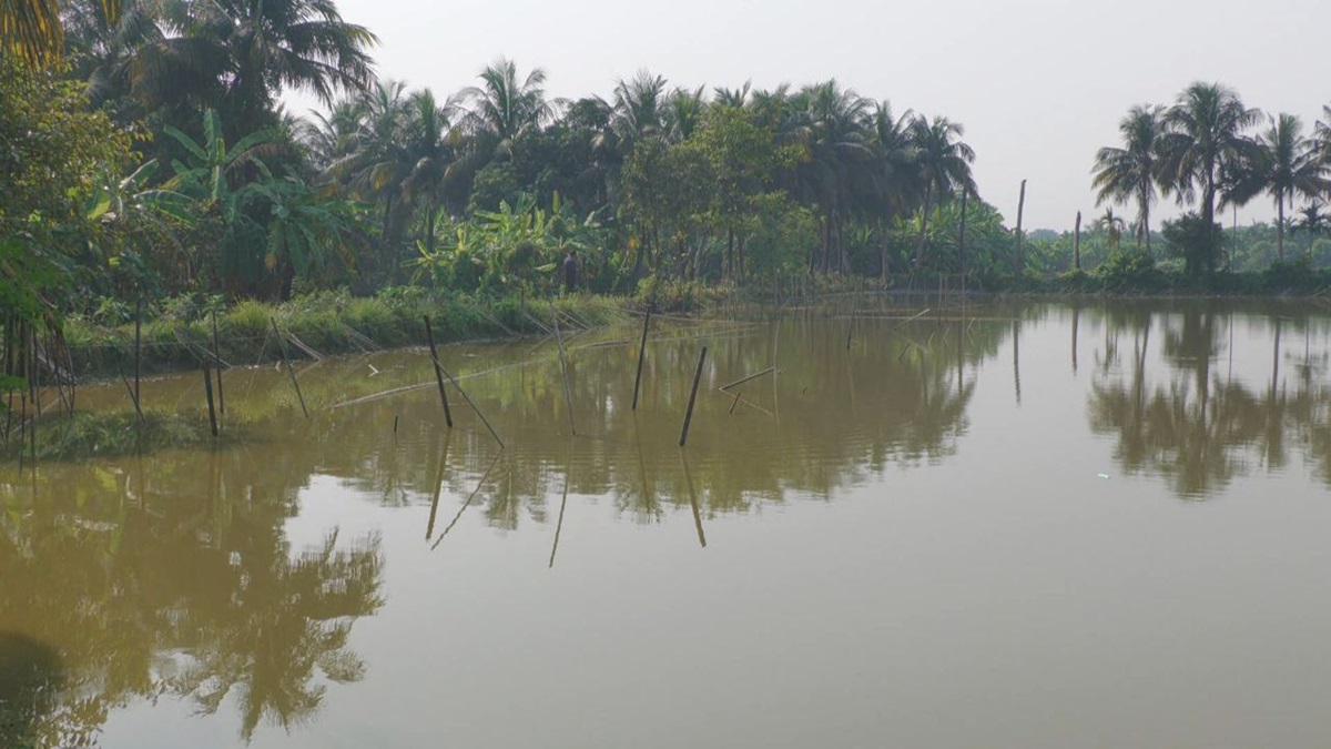 চাঁদা না পেয়ে কর্মচারীদের বেঁধে চিংড়ি লুট