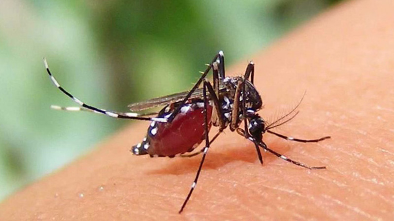 ডেঙ্গুতে মৃত্যু আরও ৫ জনের