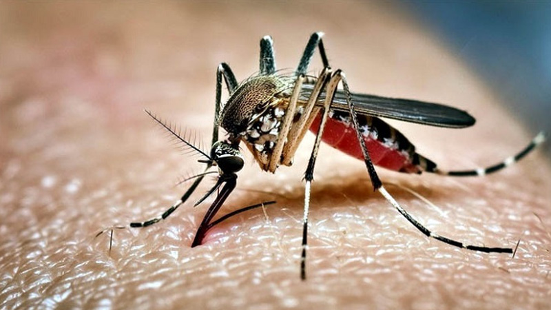 ডেঙ্গুতে মৃত্যু ৫, হাসপাতালে ভর্তি ১১৪৭ জন
