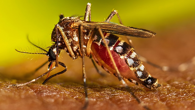 ডেঙ্গুতে আরও ২ জনের মৃত্যু, হাসপাতালে ৭০৫