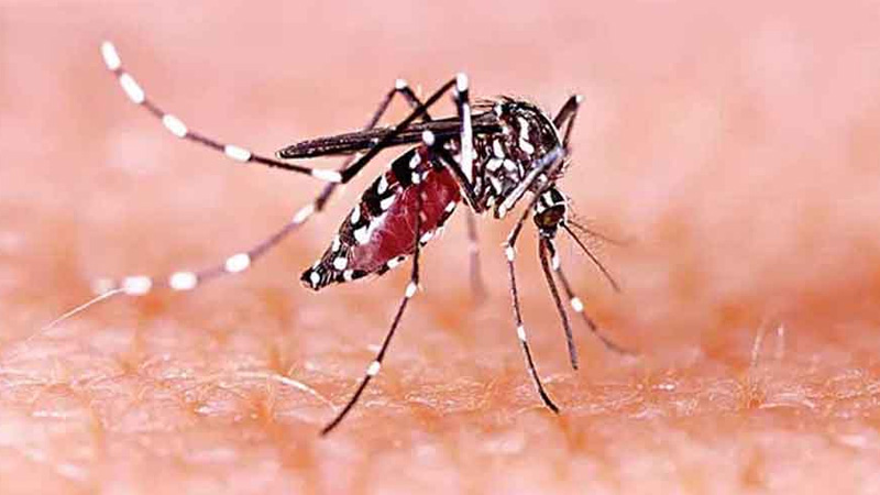 ডেঙ্গুতে একদিনে আরও ৪ জনের মৃত্যু