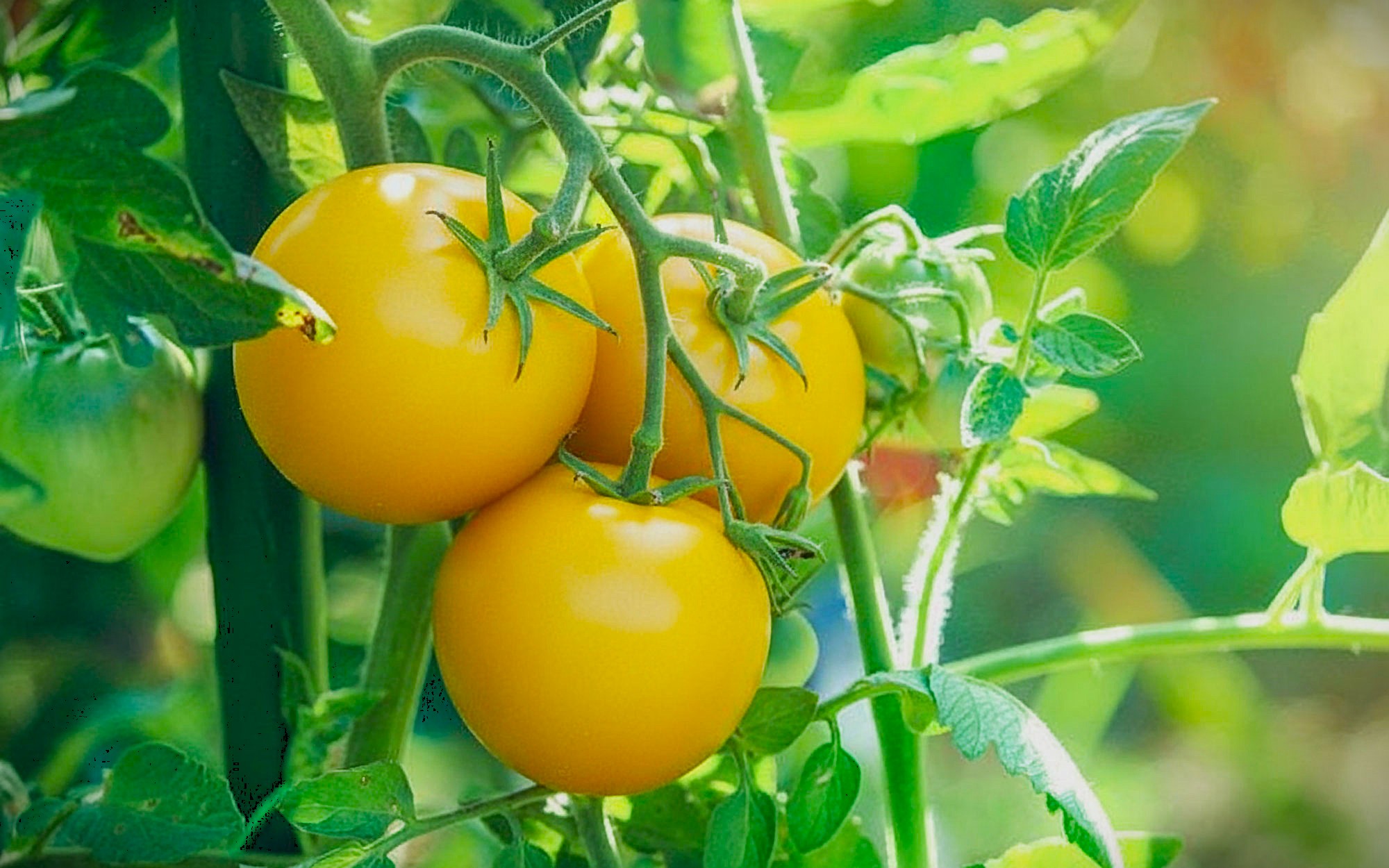 টমেটো আর লাল নয়, মিলবে হলুদ রঙে!