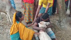 ‘কারখানার এসিডে’ ৬ গরুর মৃত্যু, কান্না থামছে না নিঃস্ব কৃষকের