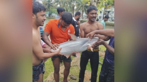 পুকুরে ধরা পড়ল বিশাল কোরাল ও পাঙ্গাস