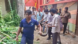 চবিতে আবারও কিং কোবরা উদ্ধার