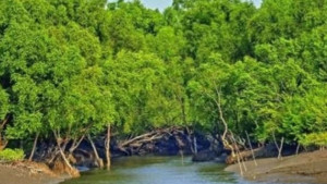 সুন্দরবনে ঝড়ের তাণ্ডব, ৪ মৌয়াল নিখোঁজ