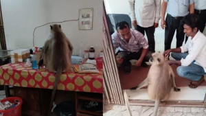 চিকিৎসা নিতে হাসপাতালে হাজির হনুমান