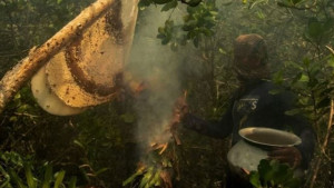 ভাটার আশঙ্কা ও দস্যু আতঙ্ক, দিশেহারা উপকূলের মৌয়ালরা