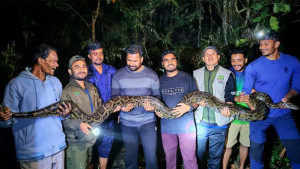 ৪০ কেজি ওজনের অজগর সাপ!