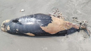 কুয়াকাটা সৈকতে ফের ভেসে এলো ৮ ফুট লম্বা মৃত ডলফিন