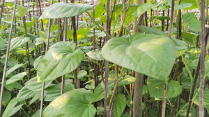 সুখ্যাতি পেলেও ন্যায্যমূল্য থেকে বঞ্চিত মহেশখালীর পানচাষিরা