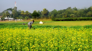 সারসংকটের শঙ্কায় দিশেহারা কৃষক, দূরদেশের যুদ্ধ কপালে ফেলছে দুশ্চিন্তার ভাঁজ