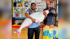 পদ্মার এক পাঙাশের দাম উঠল ৭০ হাজার