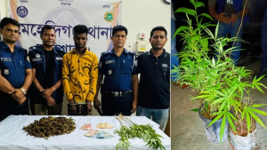 শখের বাগানের টবে গাঁজা চাষ!