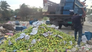 কেমিক্যাল মেশানো ৯ হাজার কেজি আম ধ্বংস