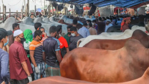 চট্টগ্রামে ১৬ অস্থায়ী পশুর হাট বসাবে চসিক