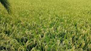 বোরো ধানের বাম্পার ফলন, সোনালি স্বপ্নে বিভোর কৃষকের মুখে হাসি